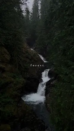 forest
