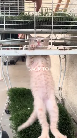 Cat Mauiwowie