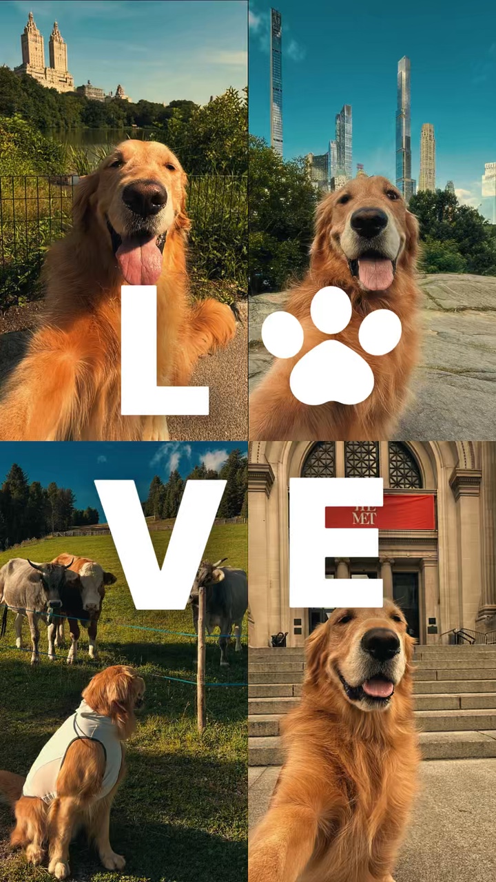 Ich liebe meinen Hund