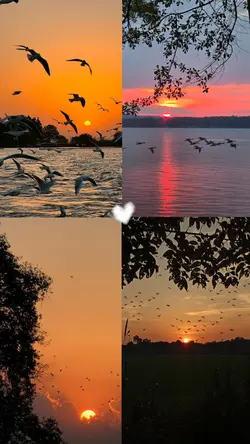 sunset collage 