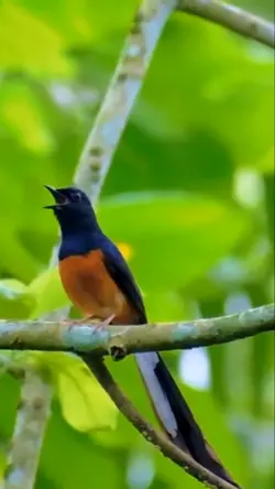 pancingan murai batu