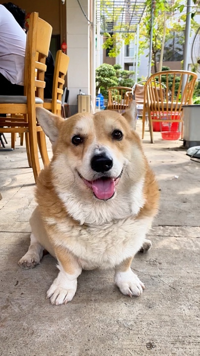 Lindo perro