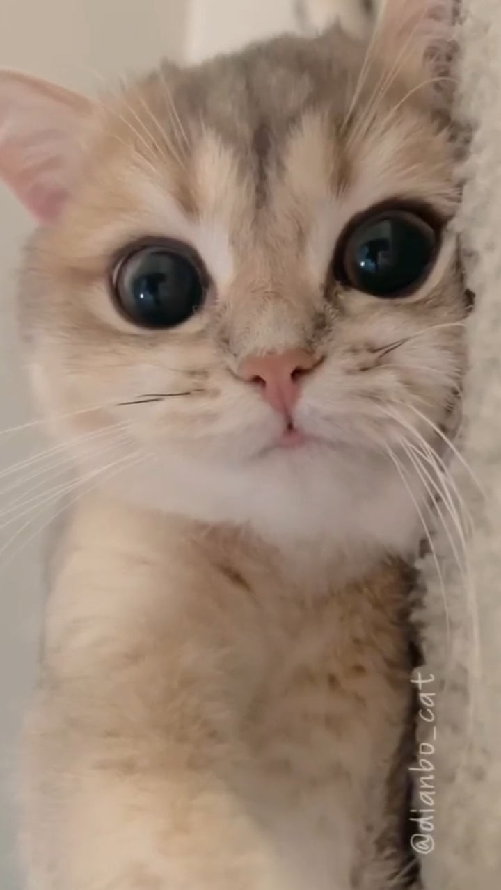 귀여운 고양이