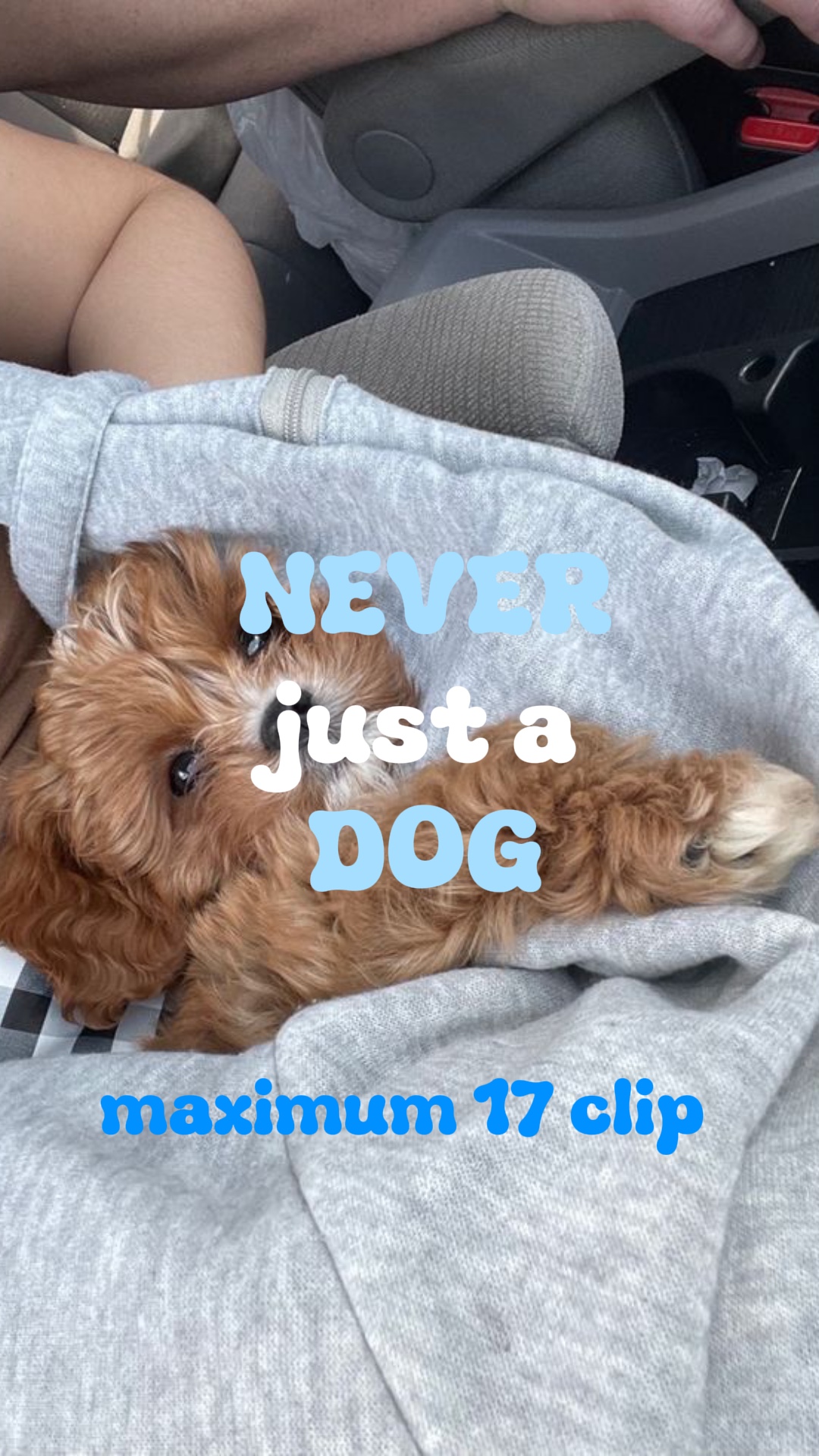 never just a dog 