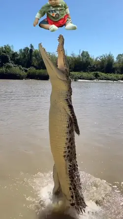 MR1 - Crocodile