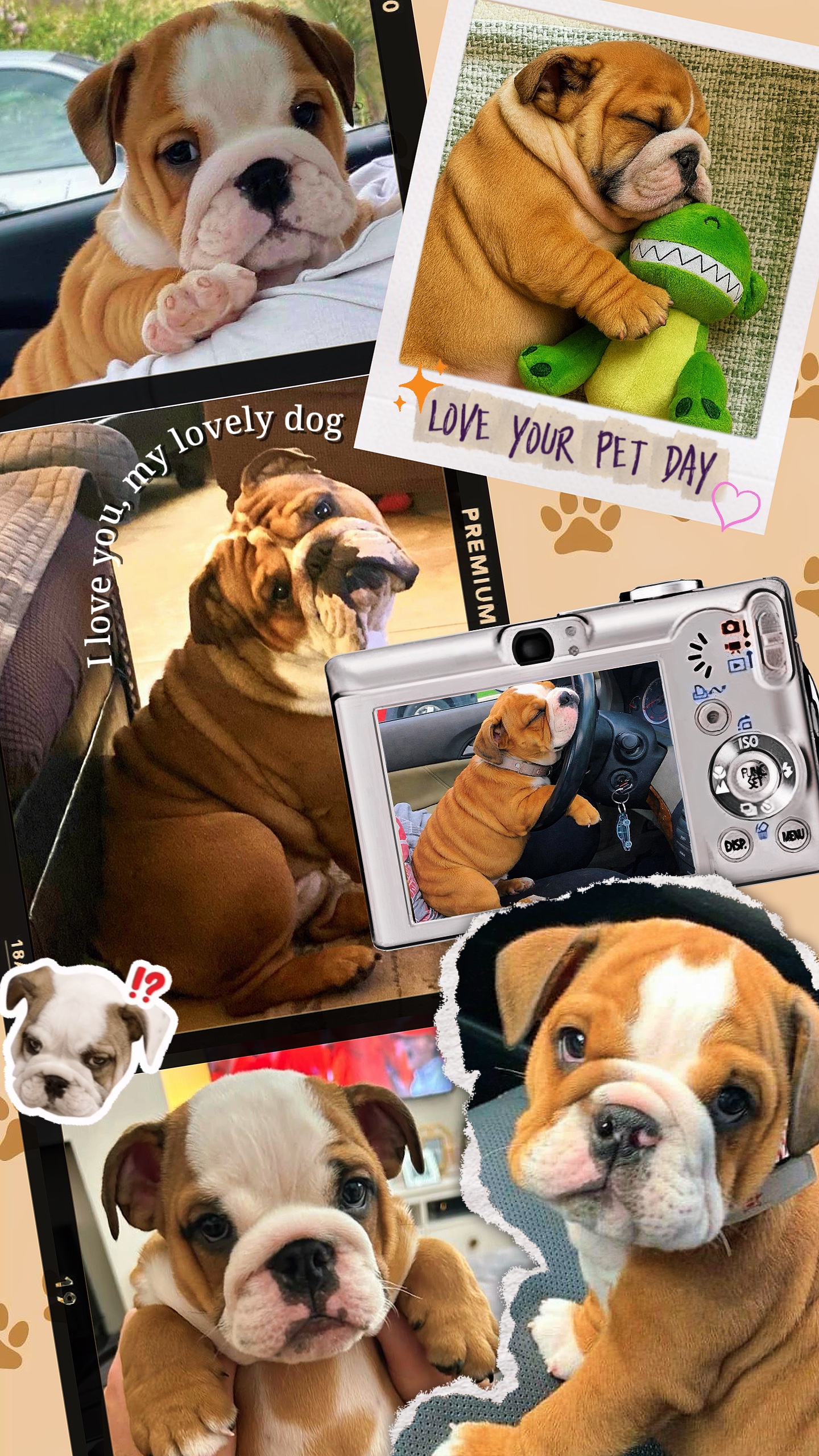 Ama el día de tu mascota