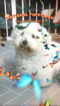 Puppy Day สัตว์เลี้ยง