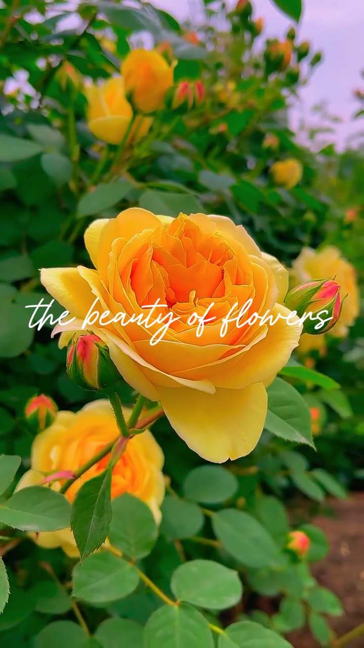 A beleza da flor
