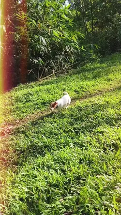 Happy Song Happy Dog