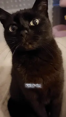My kittycat