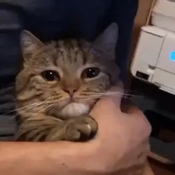 kucing sedih
