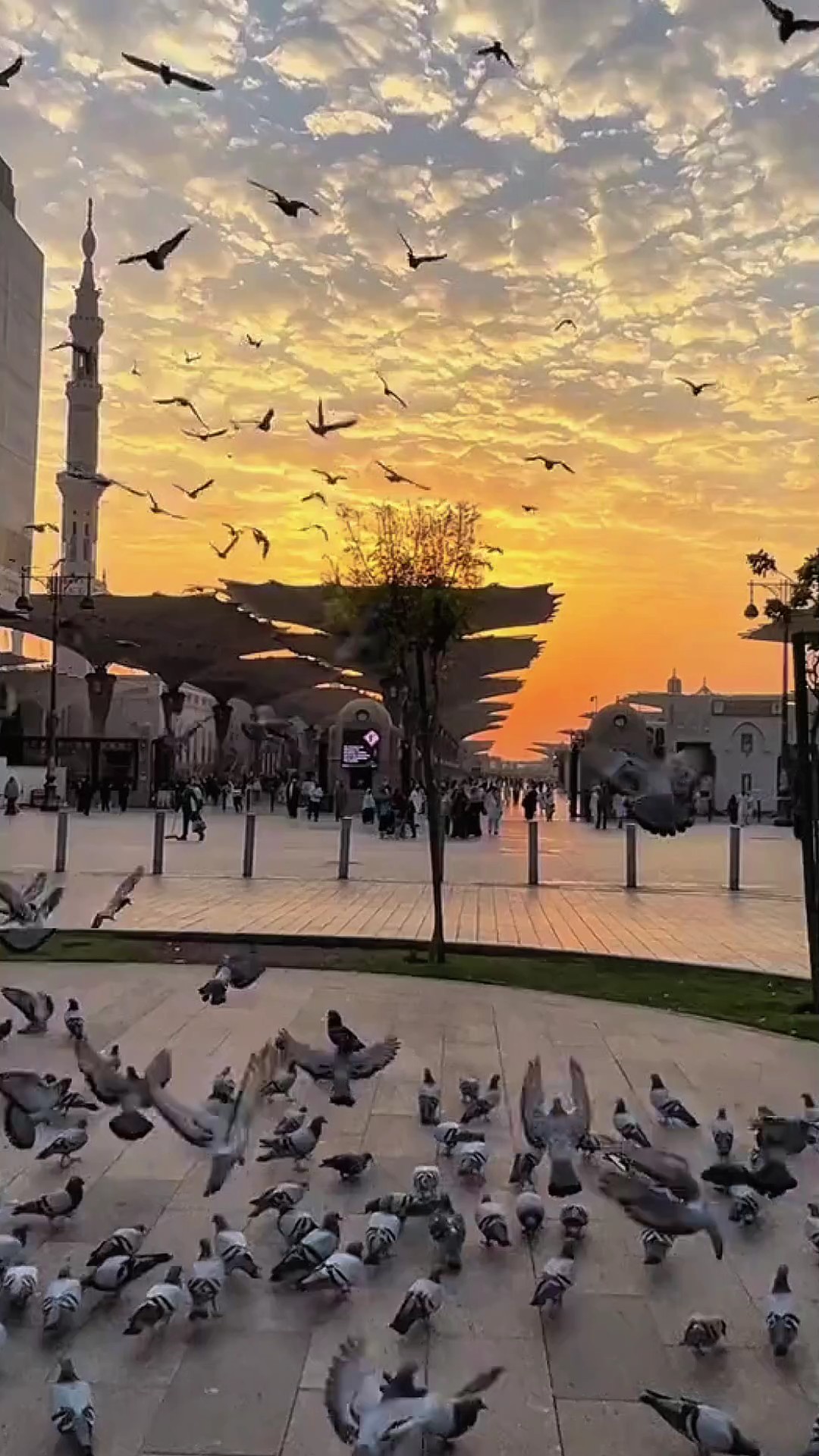 Qalbi Fil Madinah