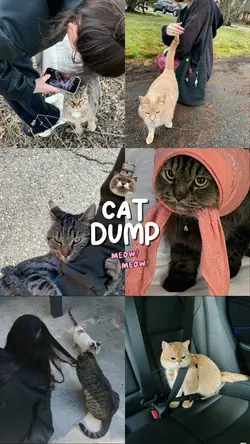 6 pic catdump