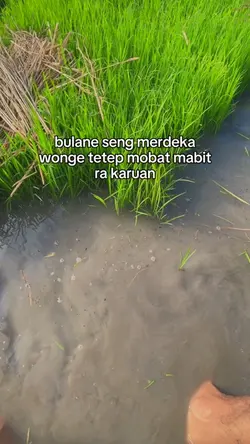 bulane seng merdeka