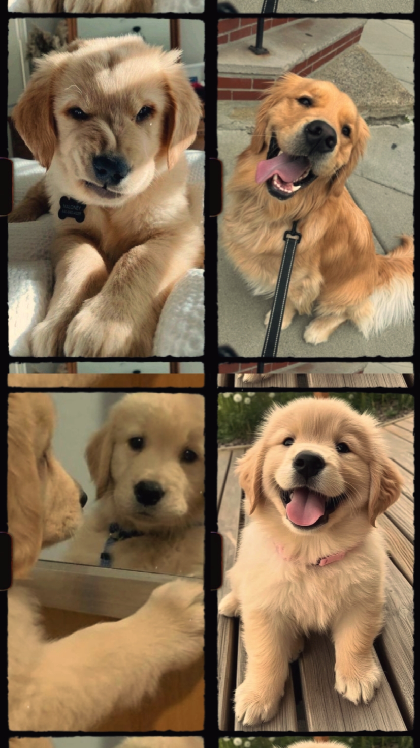Mein Hundefreund 