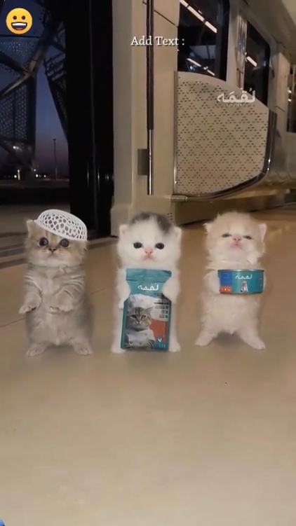 Funny Dance Cat