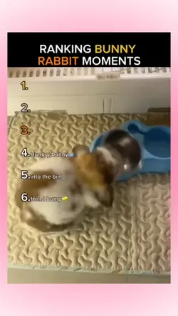 Rabbit memes