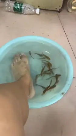 funny animal haha