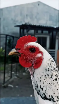ayam bulbi