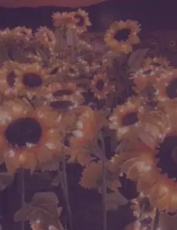 video fikri bulamiom