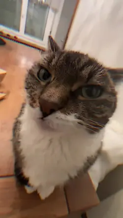 TREND JJ MEME KUCING