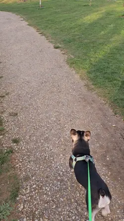 The 'Walkies' Song