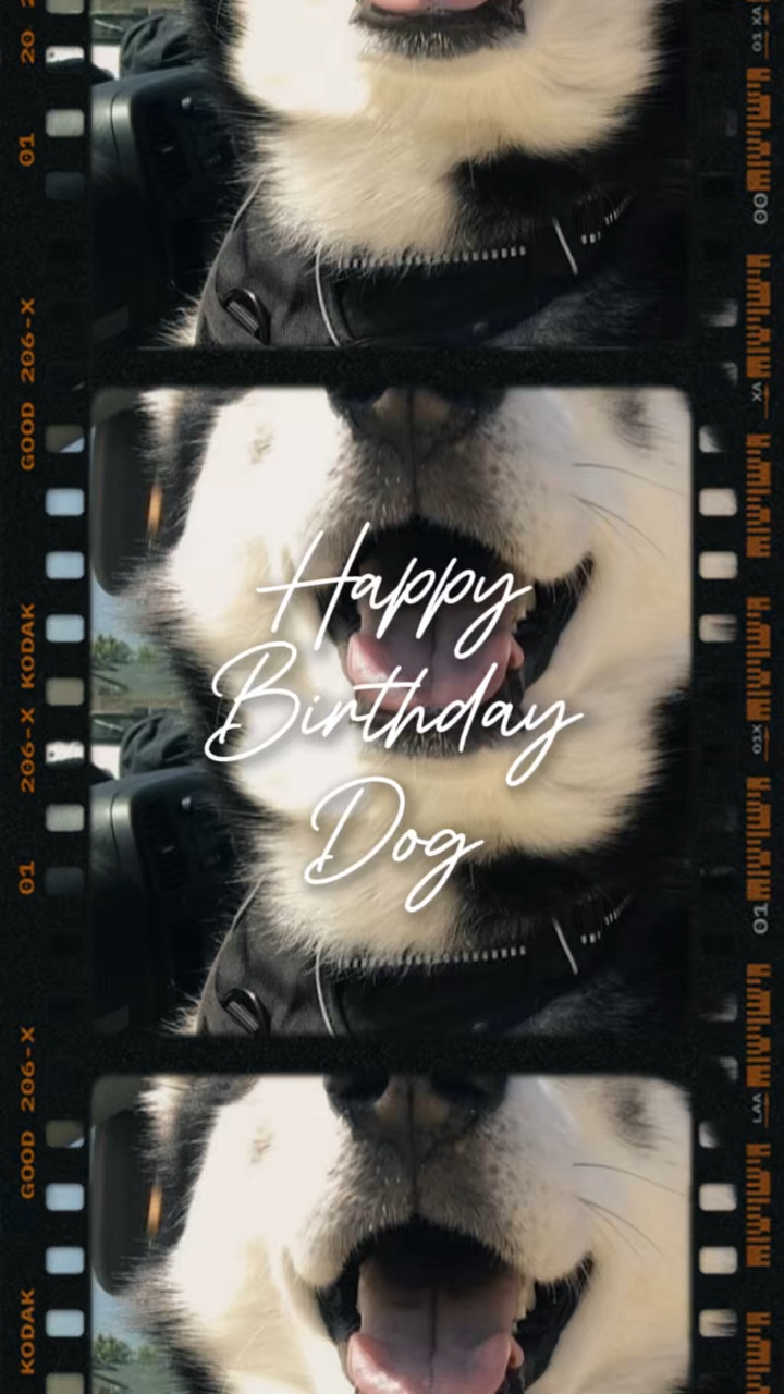 Cão de aniversário