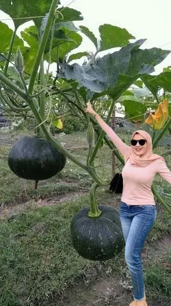 Kebun Labu