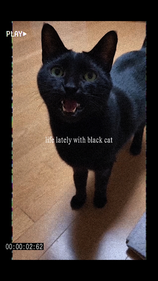 life lately pet