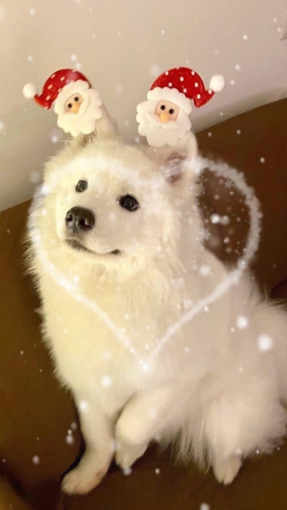 Mascota navideña