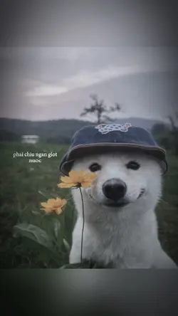 CamVanDyy