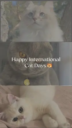 happy cat days