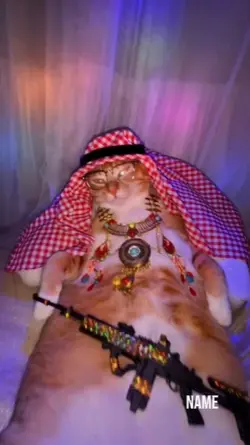 cat