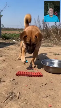 funny dog