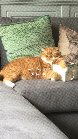 my therapy cat
