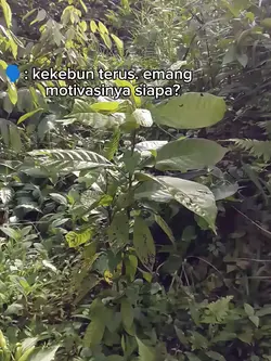 teren ke kebun