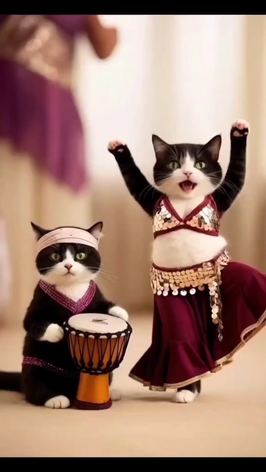 Gato dança engraçada 