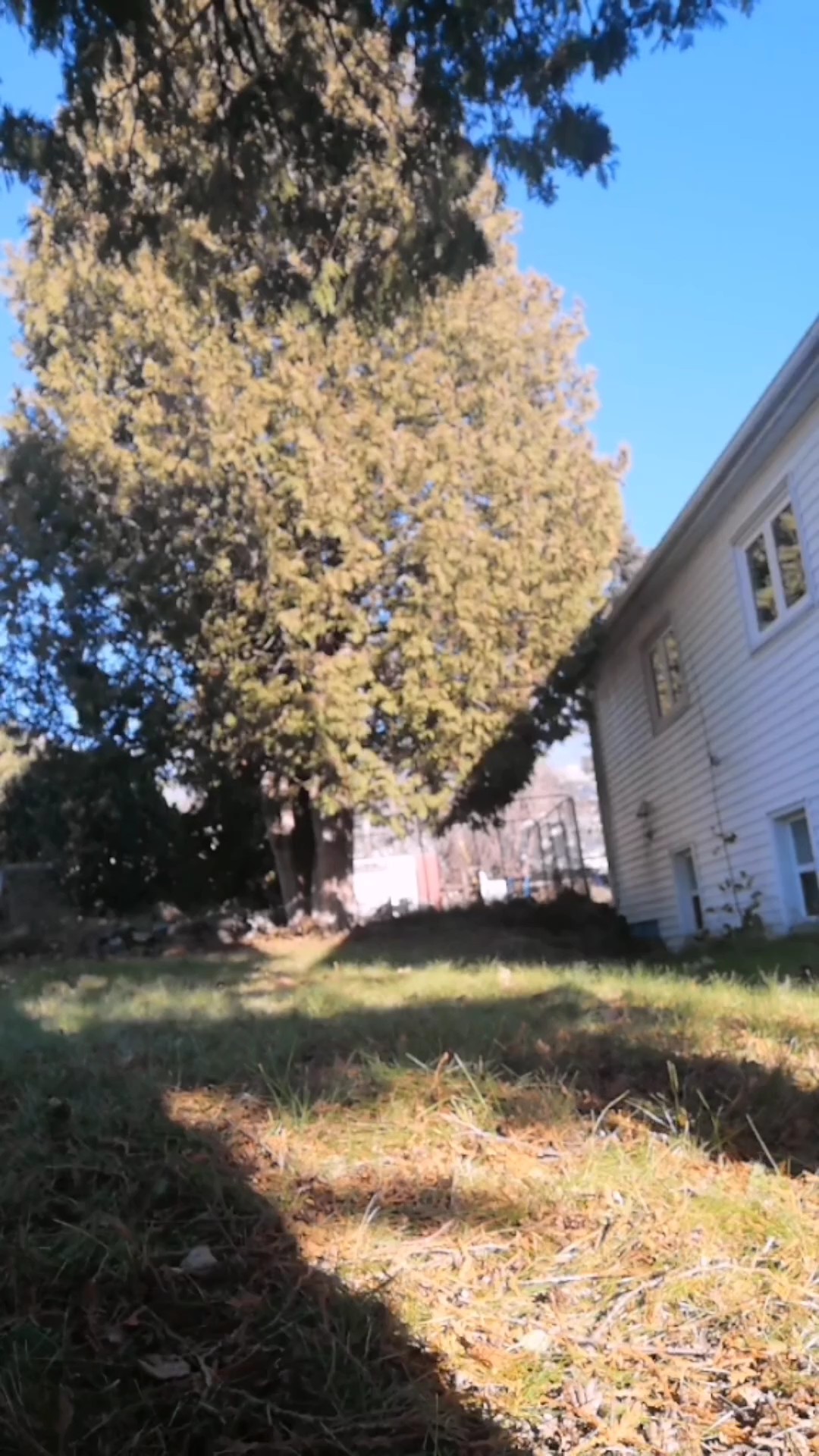 behind my house
