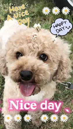 cuteෆ˚*❤️🐾niceday