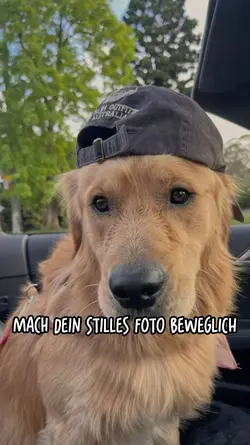 Lebendes foto