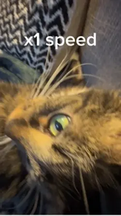 Cat fast 👍