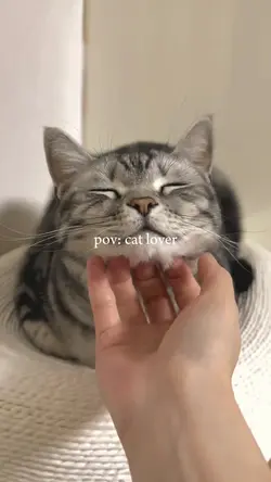 pov cat lover