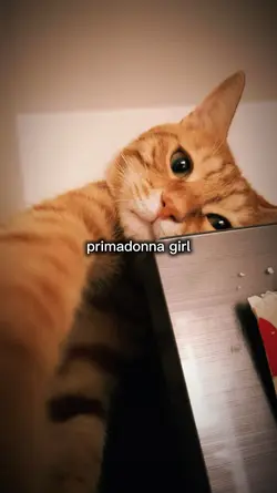 Primadonna girl