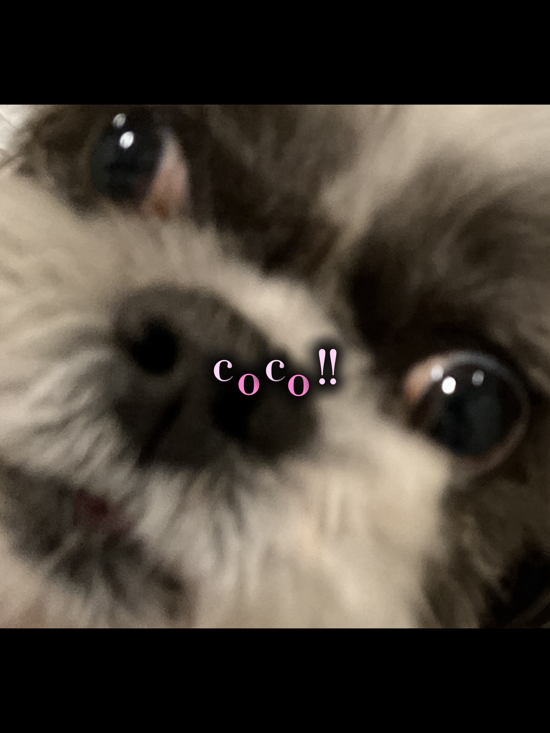 Hund bearbeiten coco