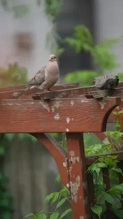 trend boomerang tikt