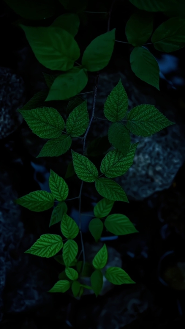 영화 5개