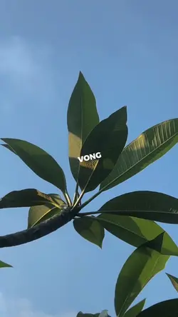 pakpongvong x cungky
