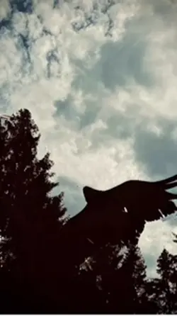 Epic Birds 