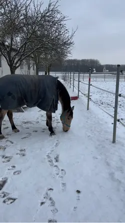 Pferde im Schnee🥲