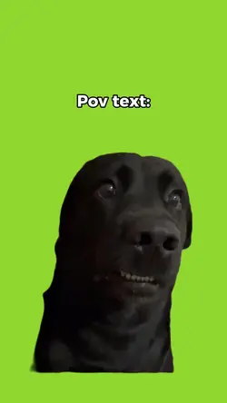 Dog meme